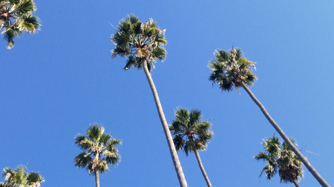 30M TALL LA PALM TREE